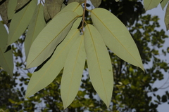 Gymnacranthera canarica
